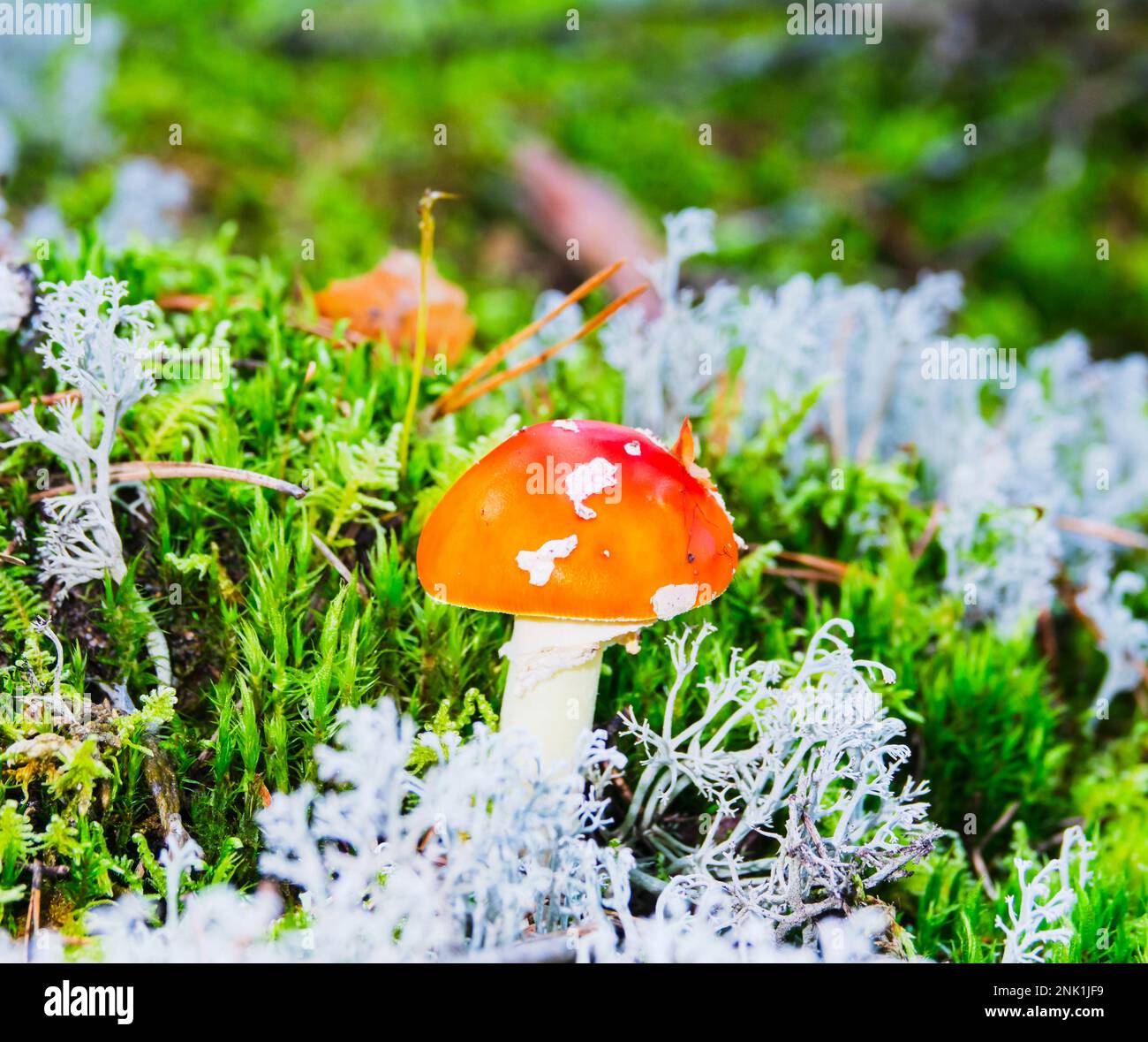 Young fly agaric in green and gray moss in autumn forest Stock Photo