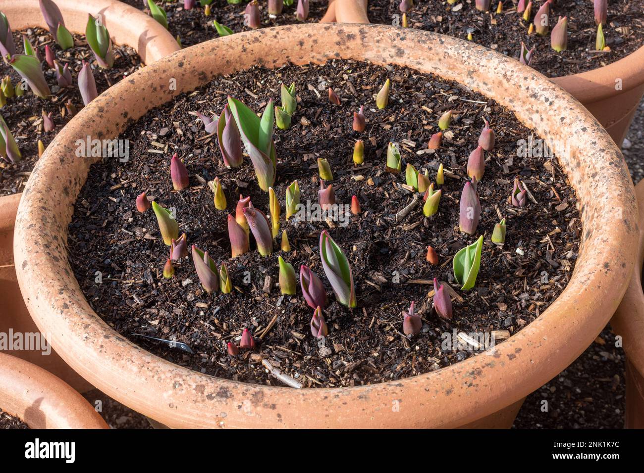 Variety of tulips starting to grow during February in terracotta plant pots Stock Photo