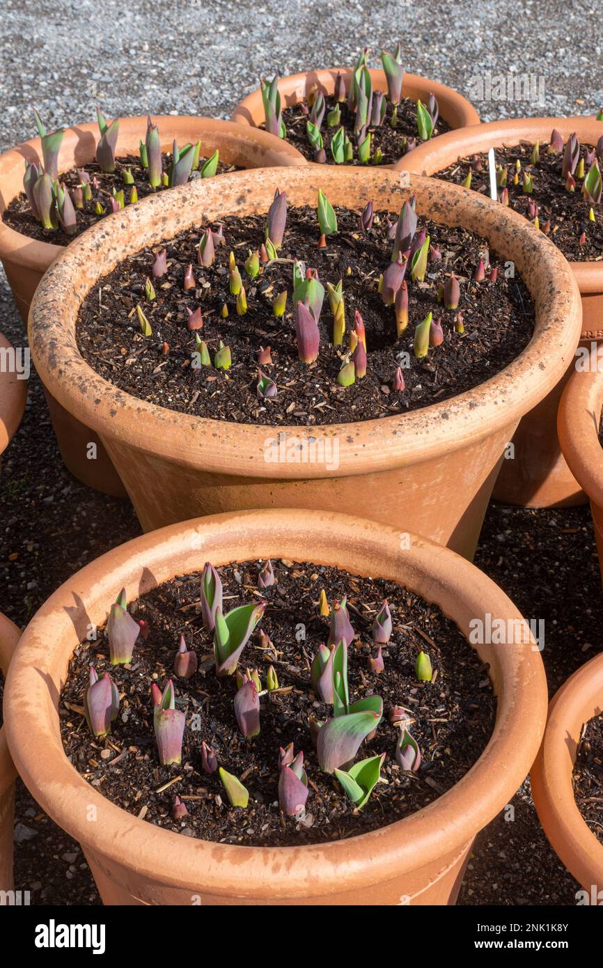 Variety of tulips starting to grow during February in terracotta plant pots Stock Photo