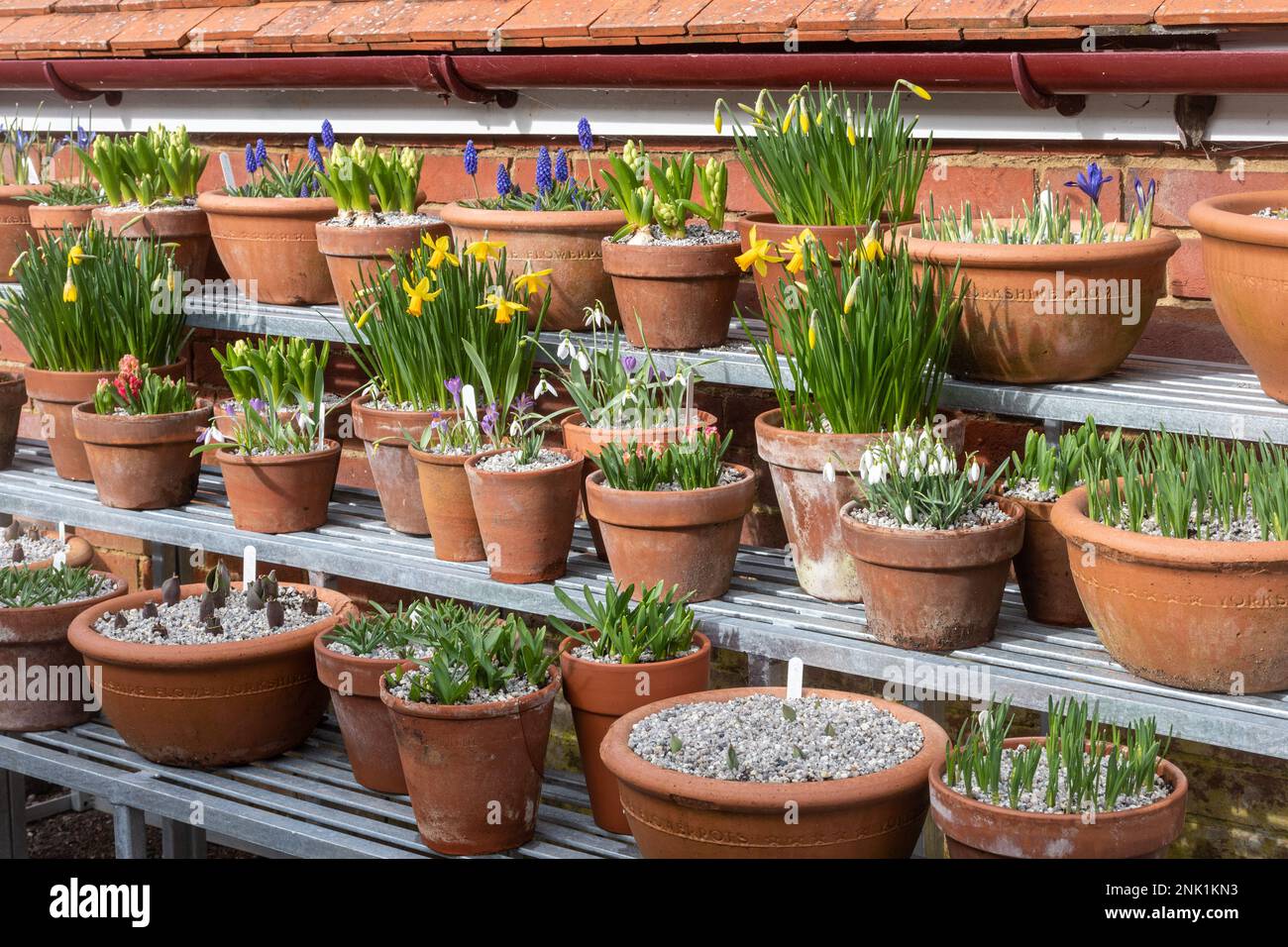 Display of early spring bulbs and flowers including flowering miniature daffodils in terracotta pots, England, UK Stock Photo