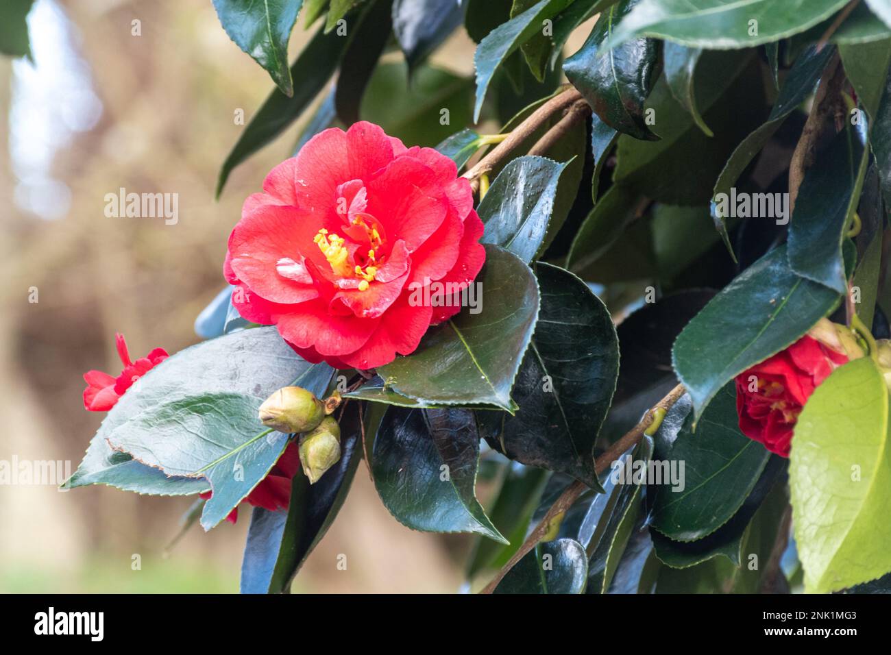 Camellia japonica 'Drama Girl', a pink variety of the evergreen shrub, beginning to flower in late February, Dorset, England, UK Stock Photo