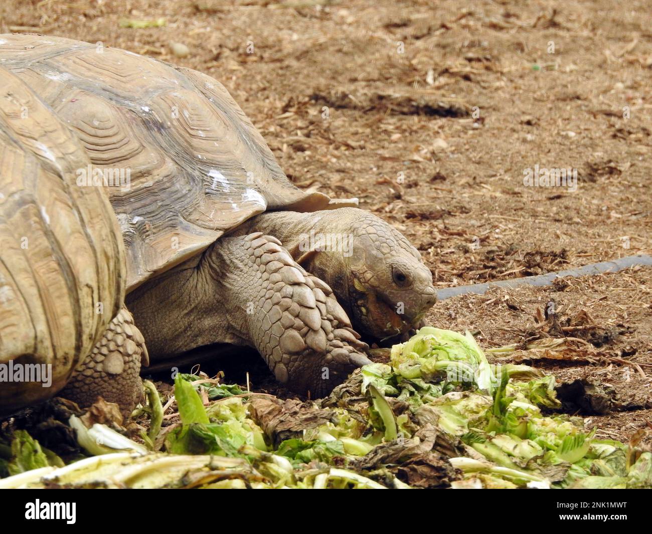 The Asian forest tortoise (Manouria emys), also known commonly as the Mountain tortoise, is a species of tortoise in the family Testudinidae, native i Stock Photo