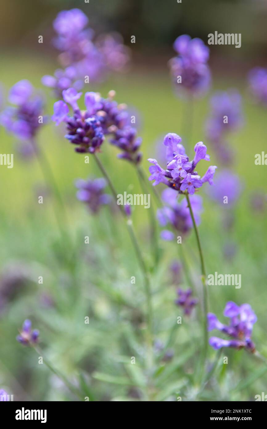 Hidcote lavender growing in garden with shallow depth of field Stock Photo