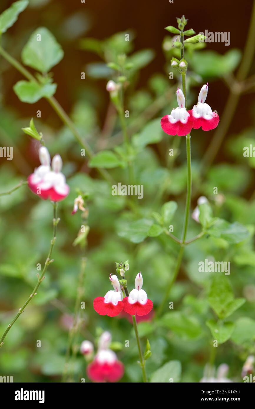 Pretty red and white flowers of the Salvia Hotlips in full flower Stock Photo