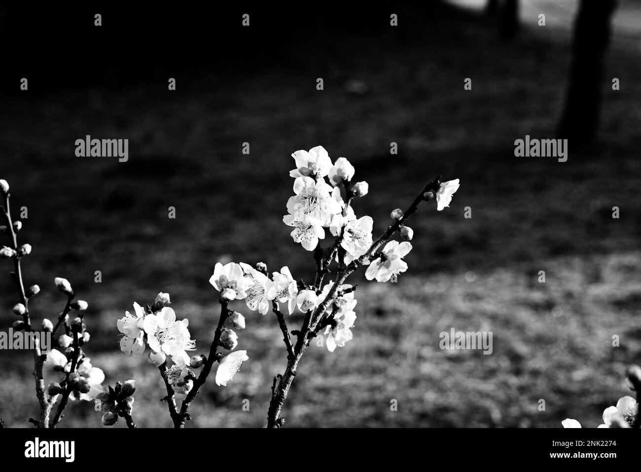Single cherry blossom Black and White Stock Photos & Images - Alamy