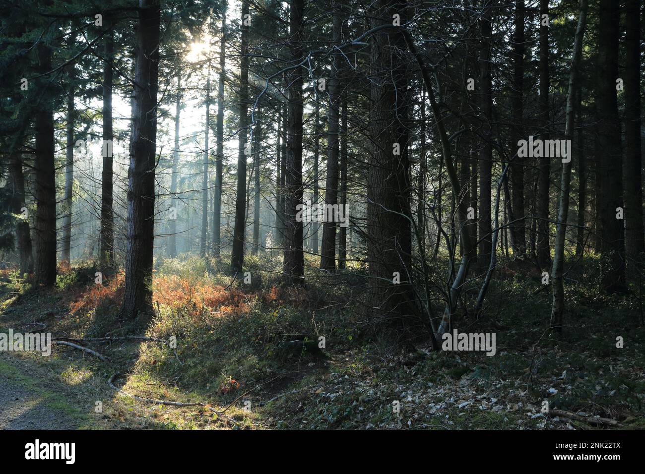 Early evening light through trees in woodland at West Wood, Rhodes Minnis, North Downs, Kent, England, United Kingdom Stock Photo