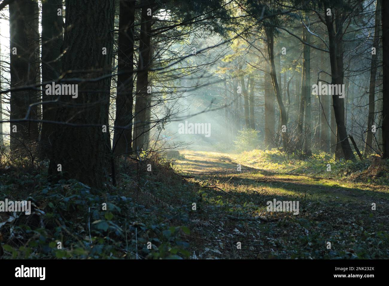 Early evening light through trees and track through woodland at West Wood, Rhodes Minnis, North Downs, Kent, England, United Kingdom Stock Photo