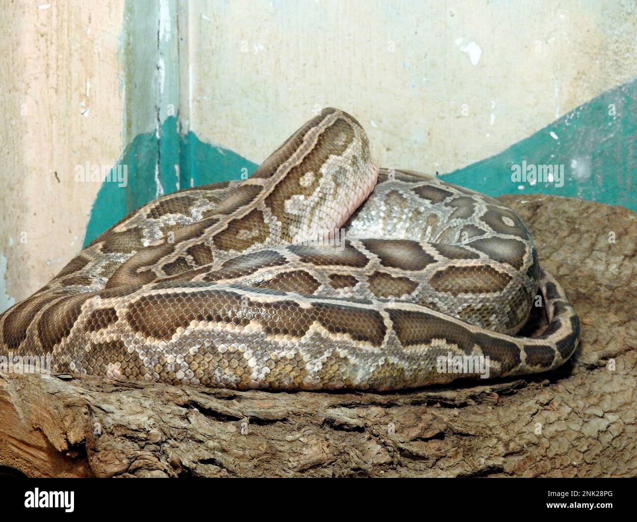 The Indian python (Python molurus), native to tropical and subtropical ...