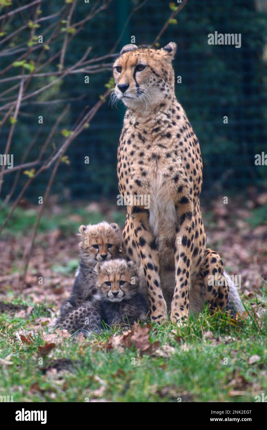 Bernburg, Germany. 23rd Feb, 2023. Cheetah cubs stay close to their ...