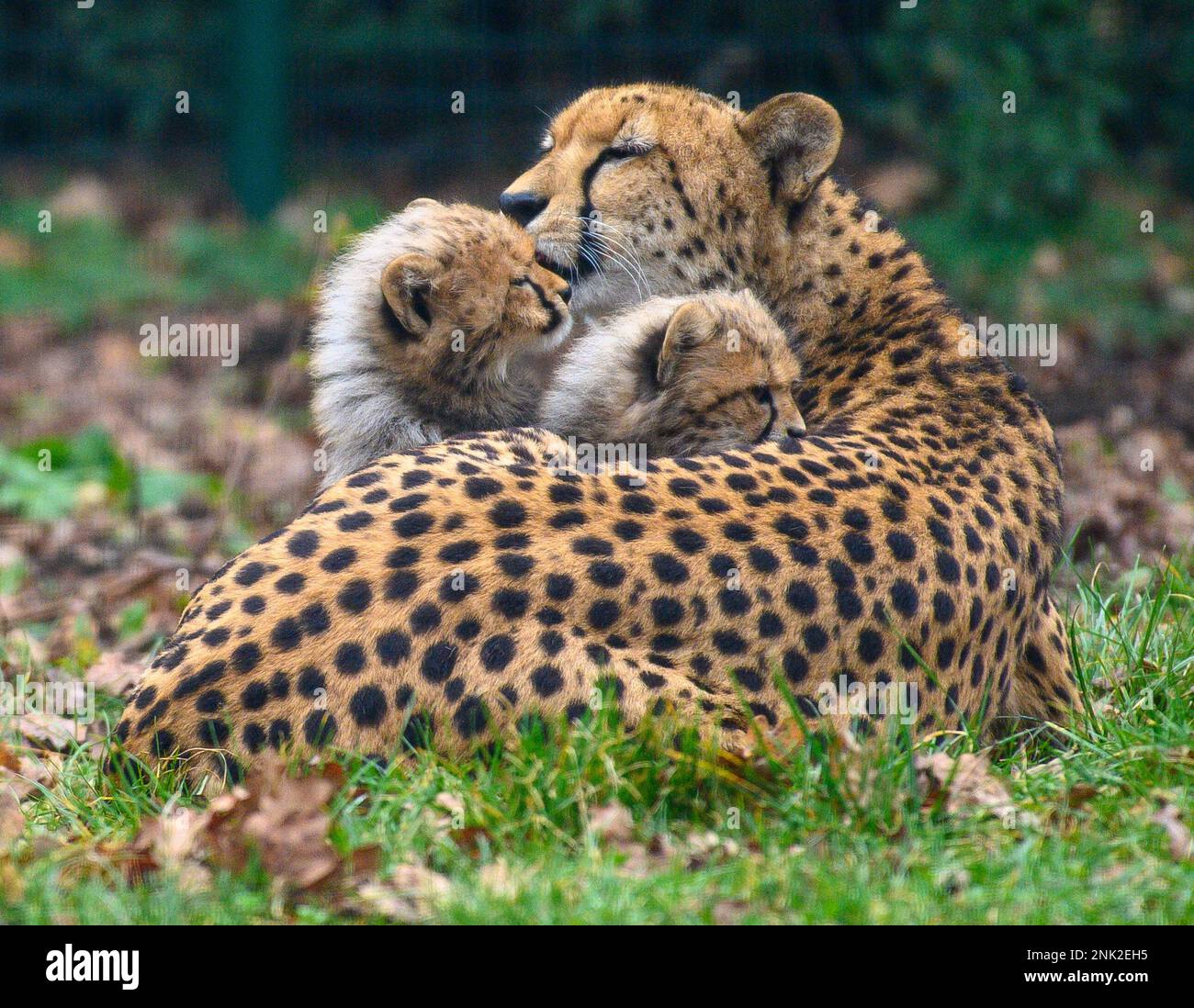 Bernburg, Germany. 23rd Feb, 2023. Cheetah cubs stay close to their ...