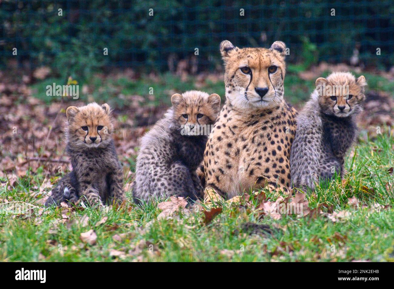 Bernburg, Germany. 23rd Feb, 2023. Cheetah cubs stay close to their ...