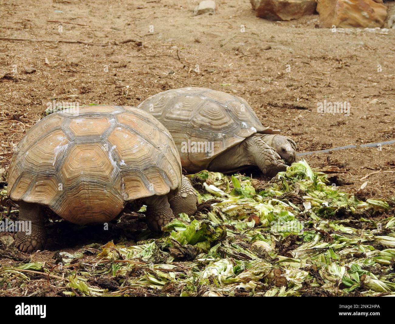 The Asian forest tortoise (Manouria emys), also known commonly as the Mountain tortoise, is a species of tortoise in the family Testudinidae, native i Stock Photo