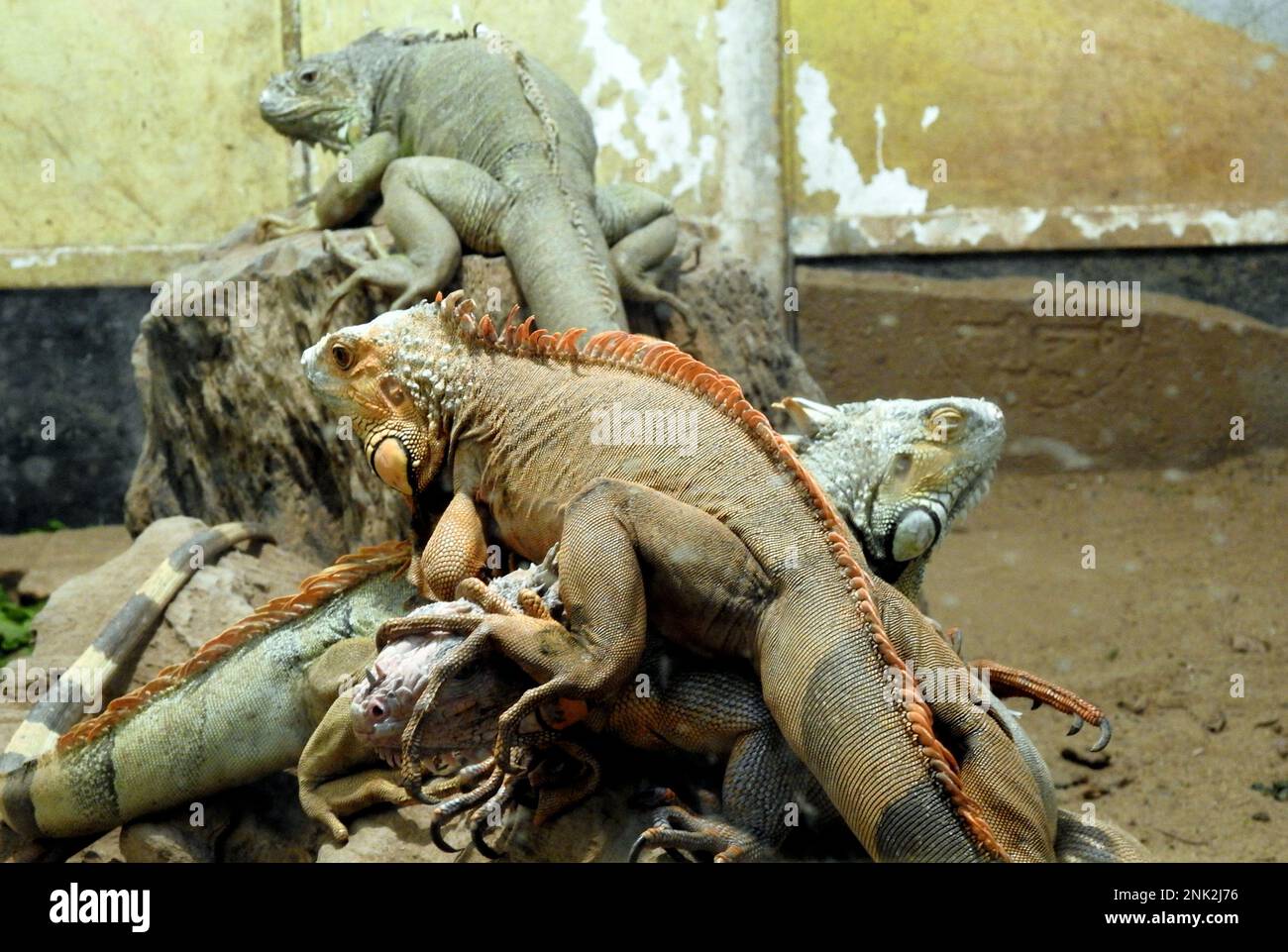 The green iguana, also known as the American iguana or the common green