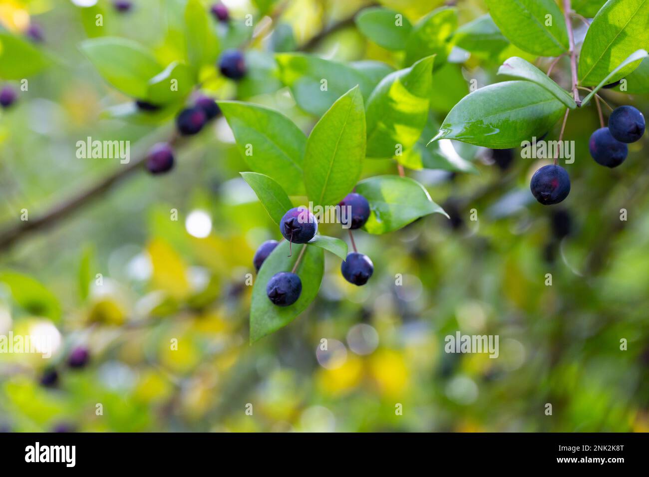 Detail of a myrtle bush with berries in autumn selective focus, natural background Stock Photo