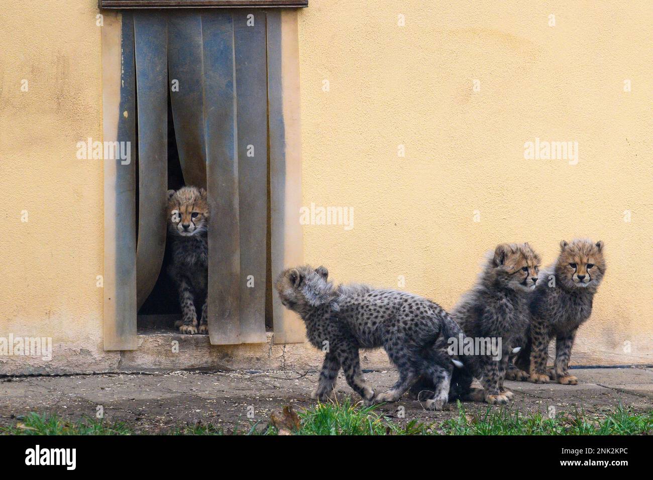Bernburg, Germany. 23rd Feb, 2023. Four cheetah cubs dare to enter ...
