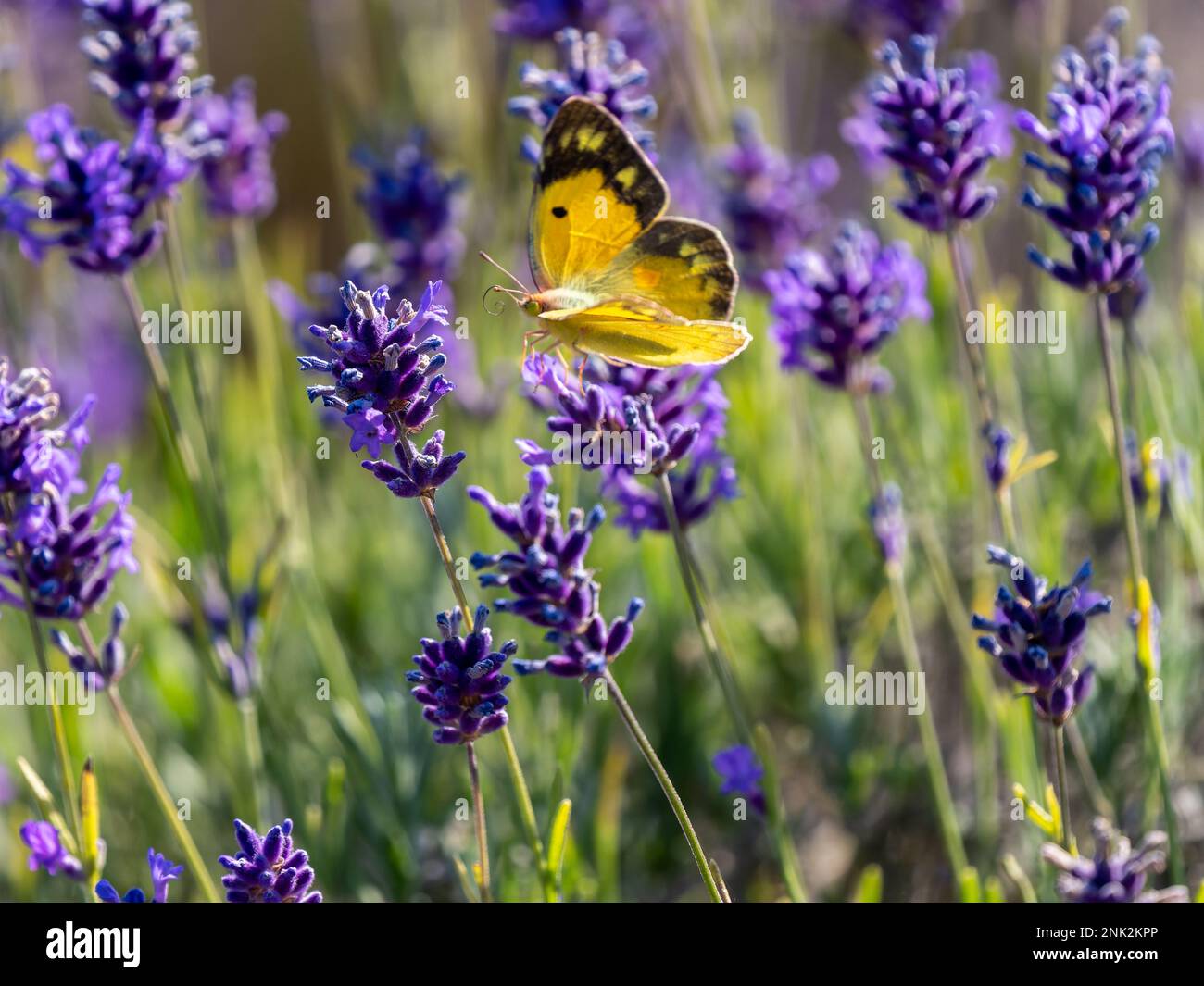 Clouded Yellow Butterfly on Lavender Stock Photo