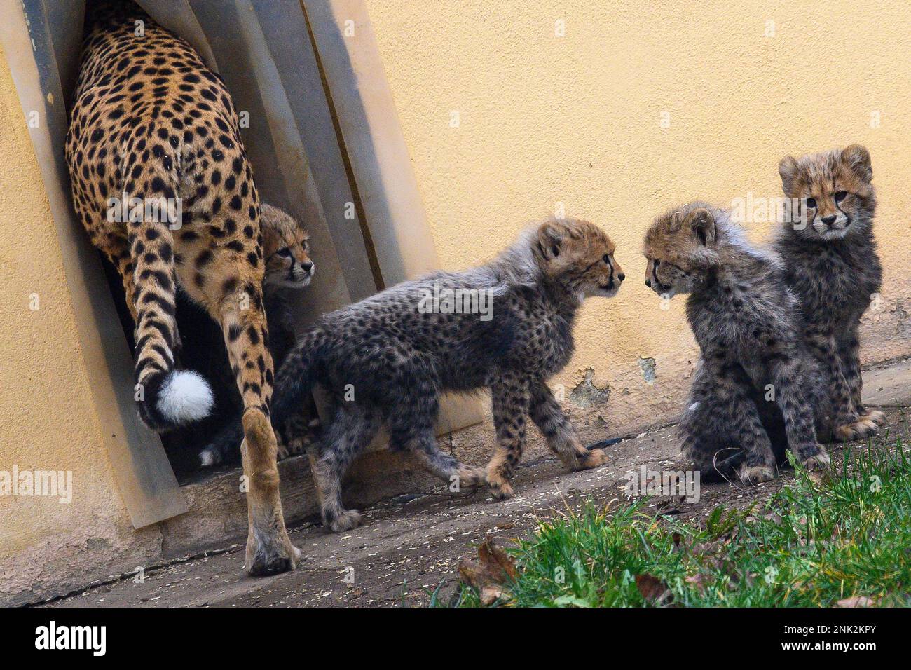 Bernburg, Germany. 23rd Feb, 2023. Cheetah cubs dare to enter their ...
