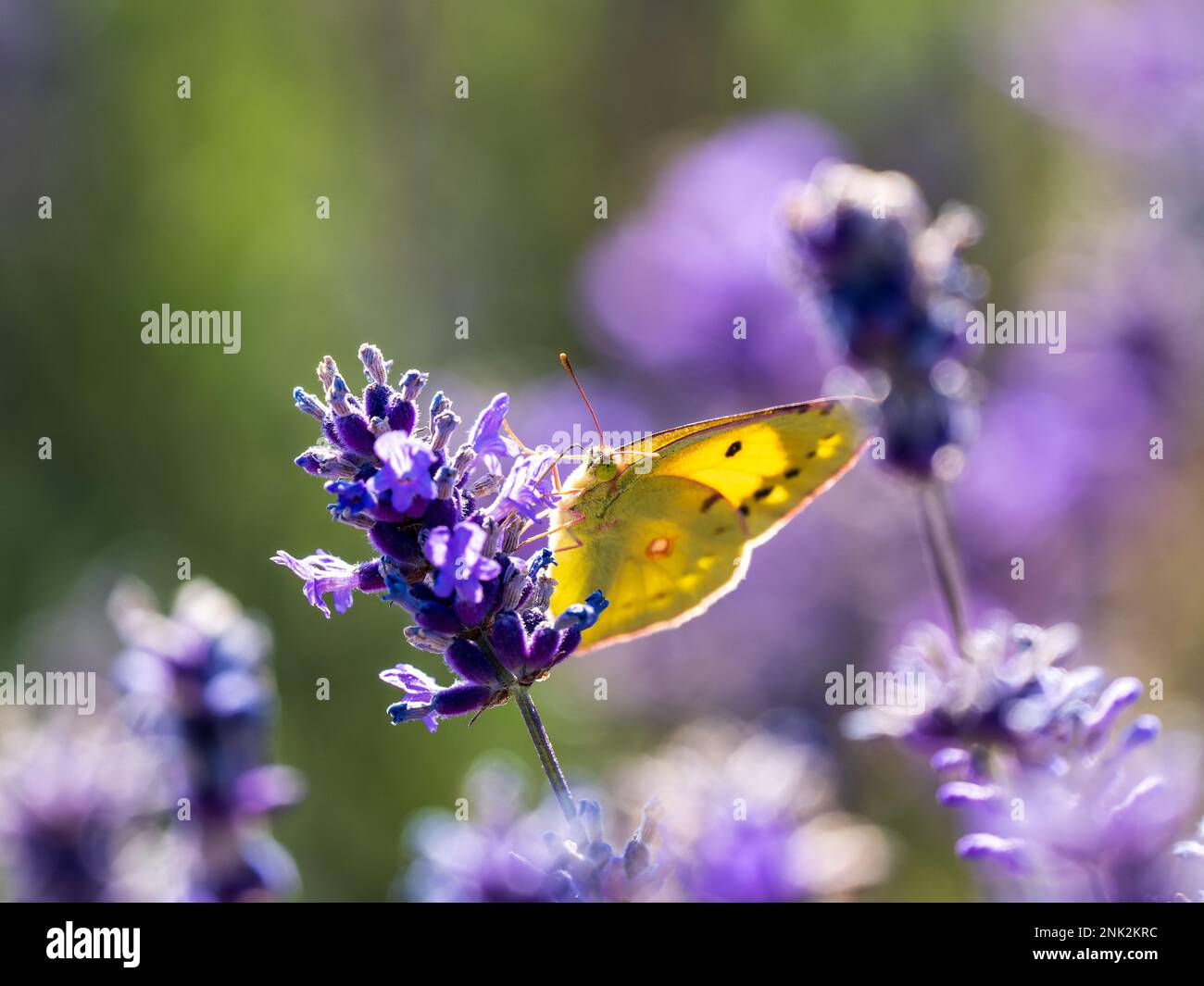 Clouded Yellow Butterfly on Lavender Stock Photo