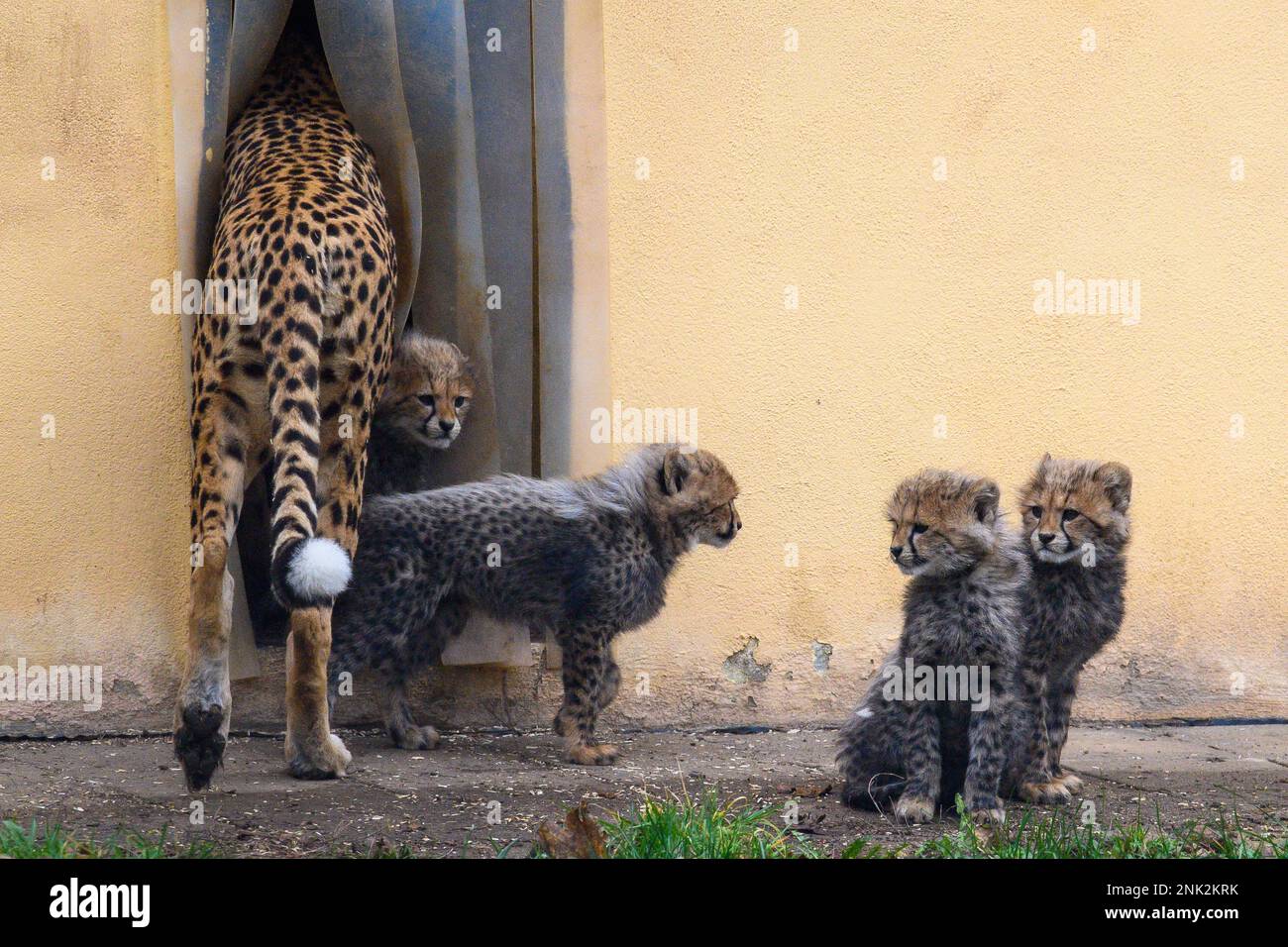 Bernburg, Germany. 23rd Feb, 2023. Cheetah cubs dare to enter their ...
