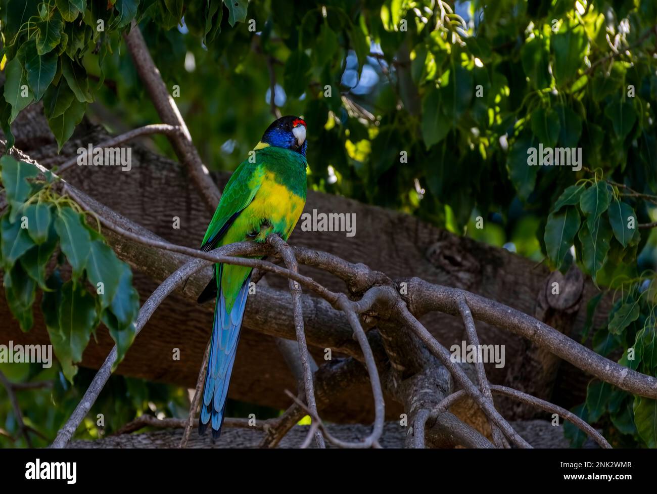 Australian ringneck, broad-tailed parrot ( 28 Parrot ) Stock Photo