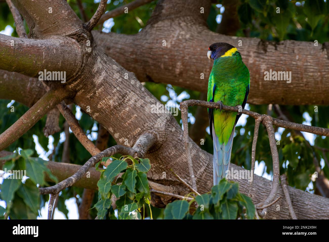 Australian ringneck, broad-tailed parrot ( 28 Parrot ) Stock Photo