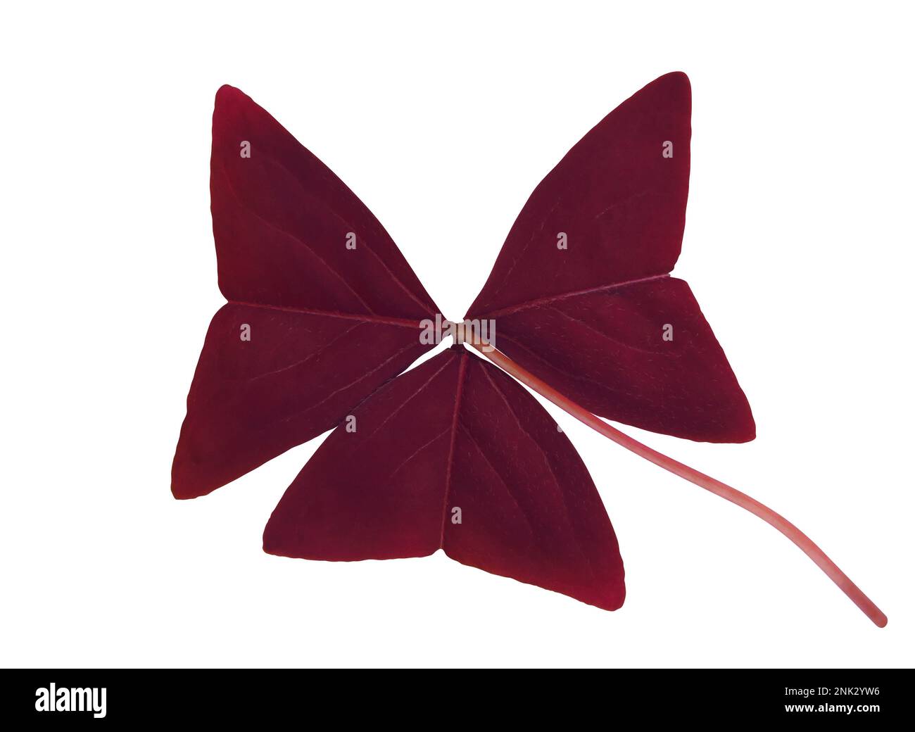 Oxalis triangularis Mijke - Purple Butterfly Plant isolated on white