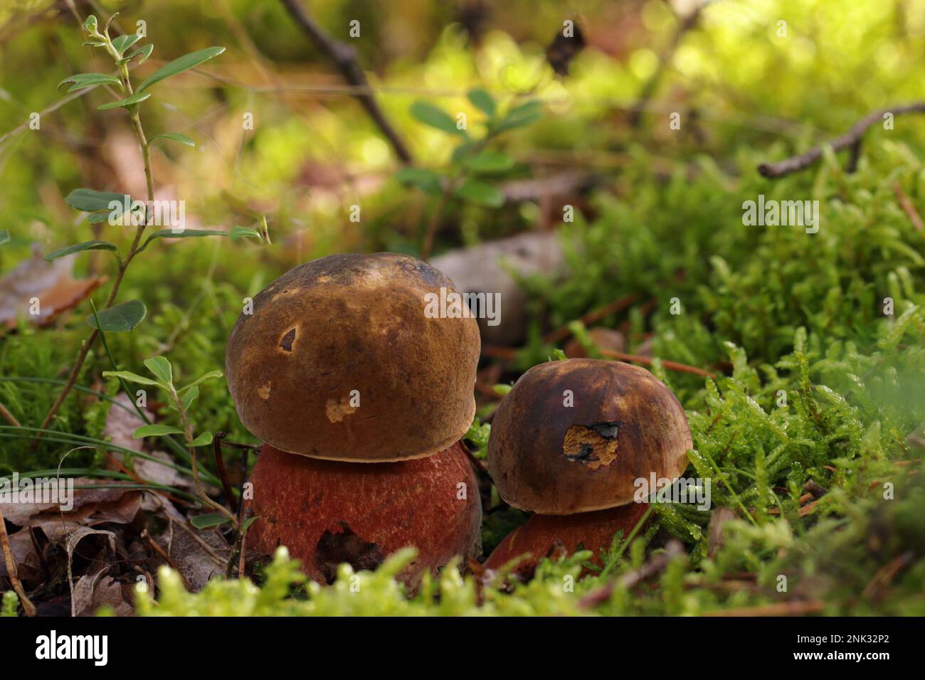 Two small, young edible Neoboletus luridiformis mushrooms grow in a moss in a forest. Bay-brown cap, red pores and red-dotted yellow stem. Stock Photo