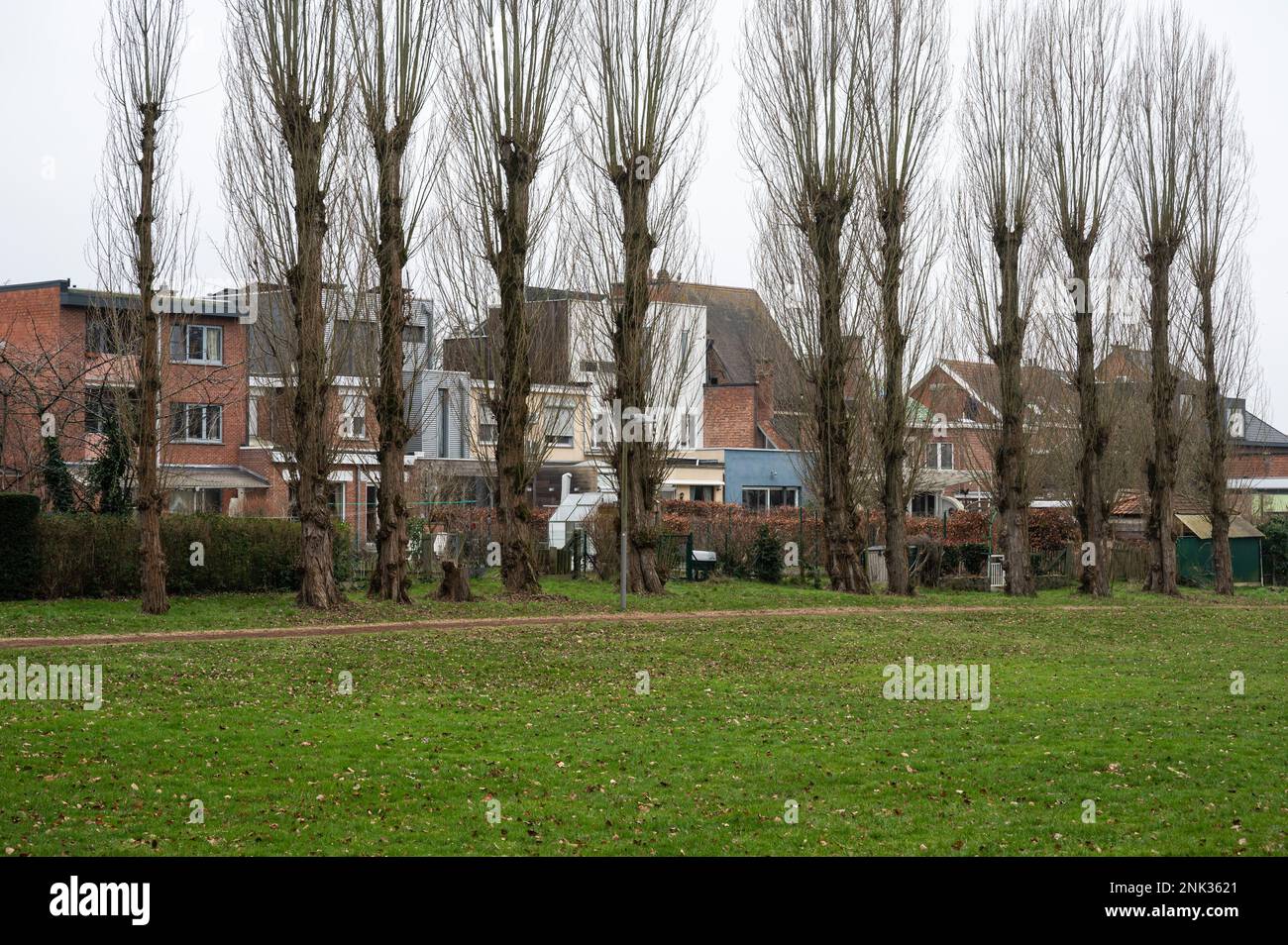 KesselLo, Flemish Brabant, Belgium Feb 11 2023 Lane of trees in a