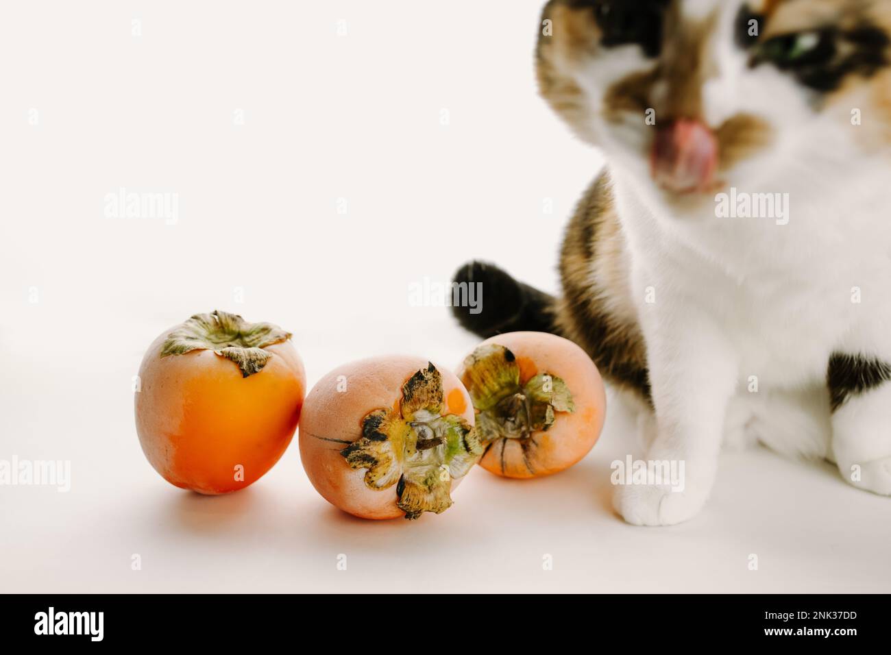 Cat with persimmons Stock Photo