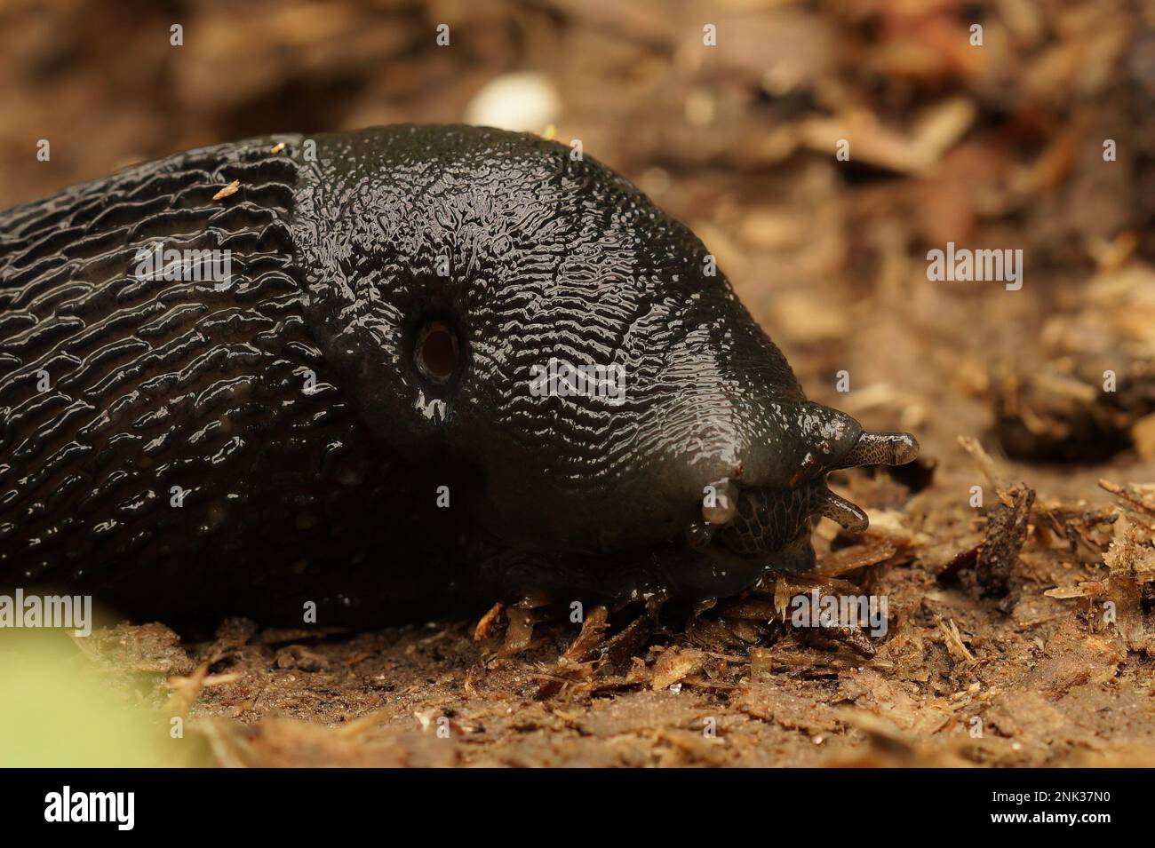 Natural closeup on a large slmiy, airbreathing ashblack land slug