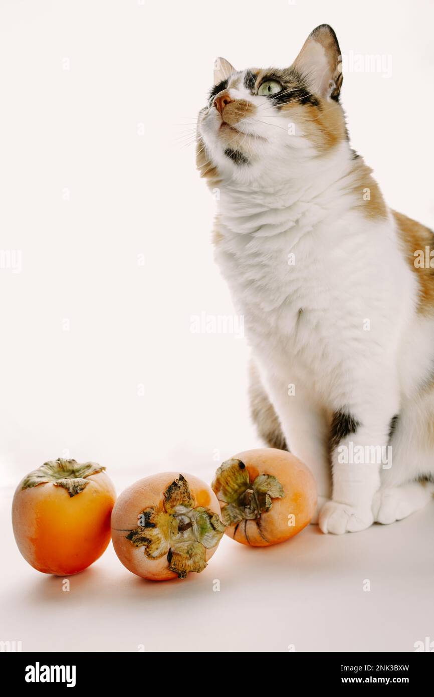 Cat with persimmons Stock Photo