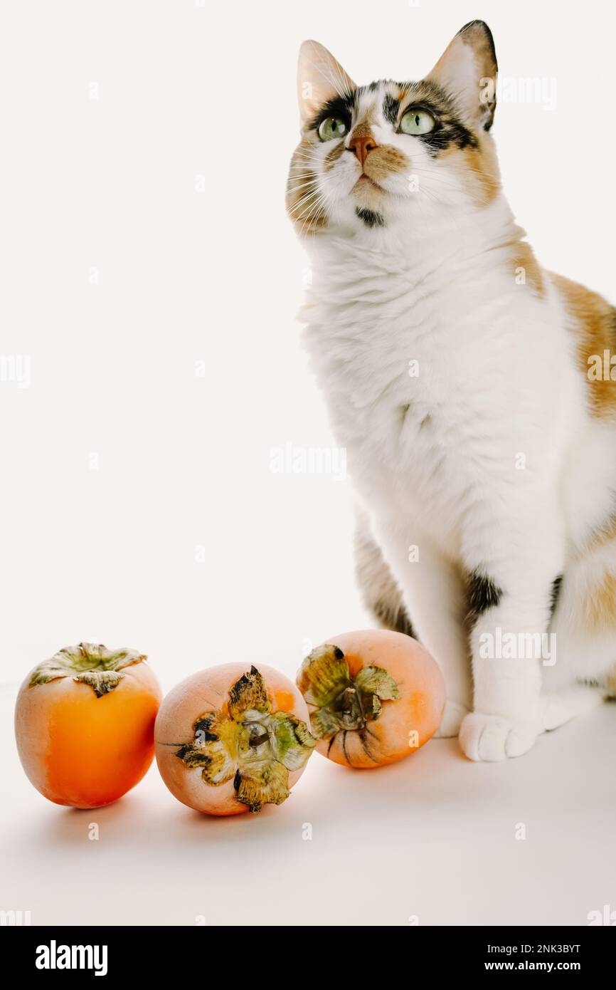 Cat with persimmons Stock Photo