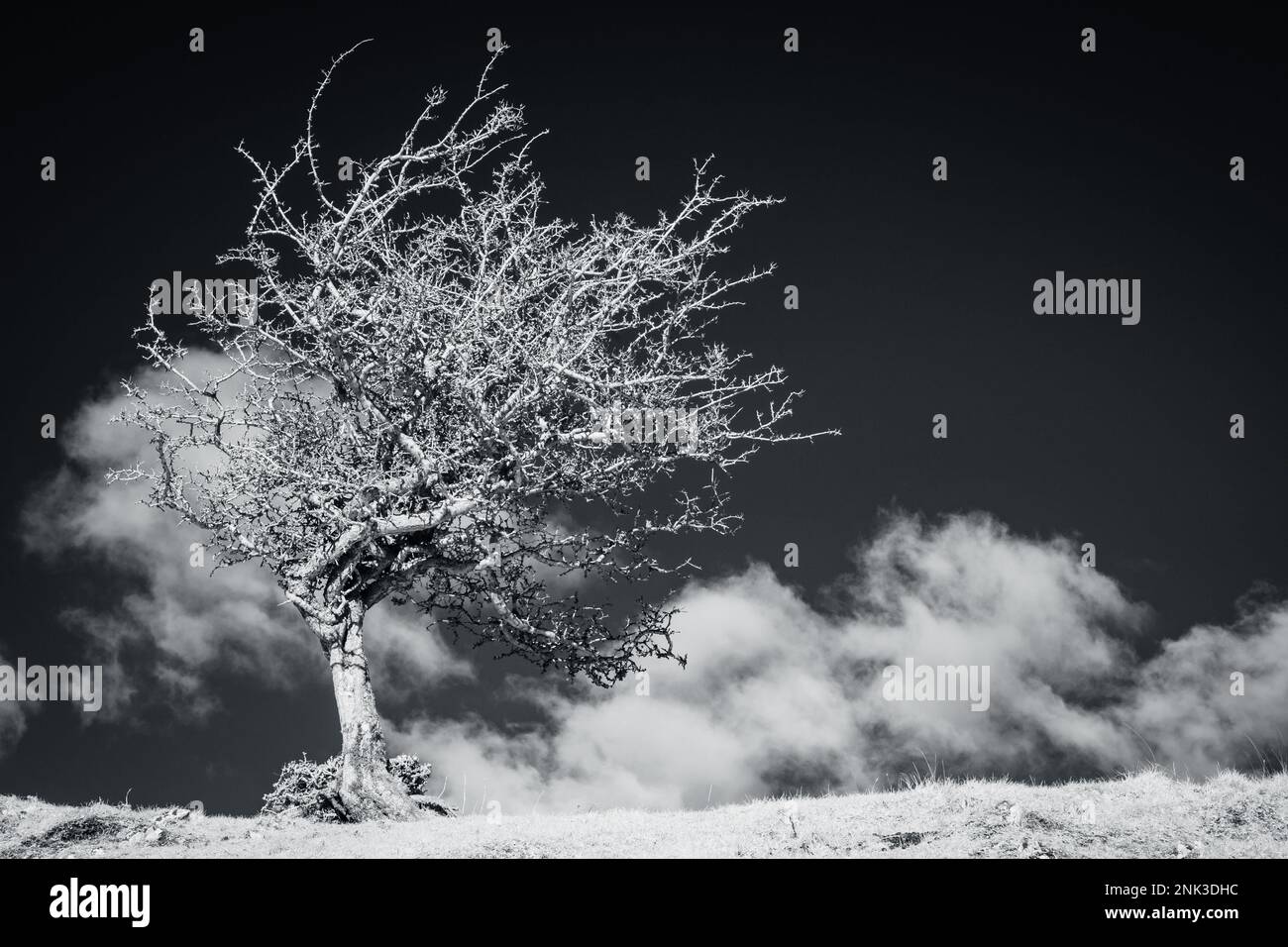 Infrared Thorn Tree Stock Photo