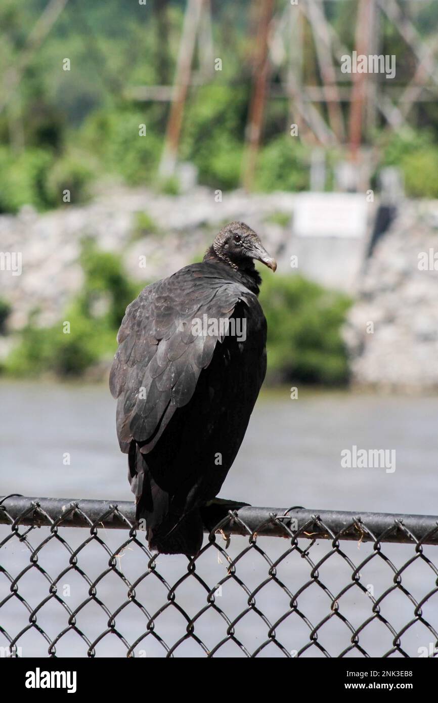 An american black vulture or buzzard sirs along the edge of a fence in Pennsylvania Stock Photo
