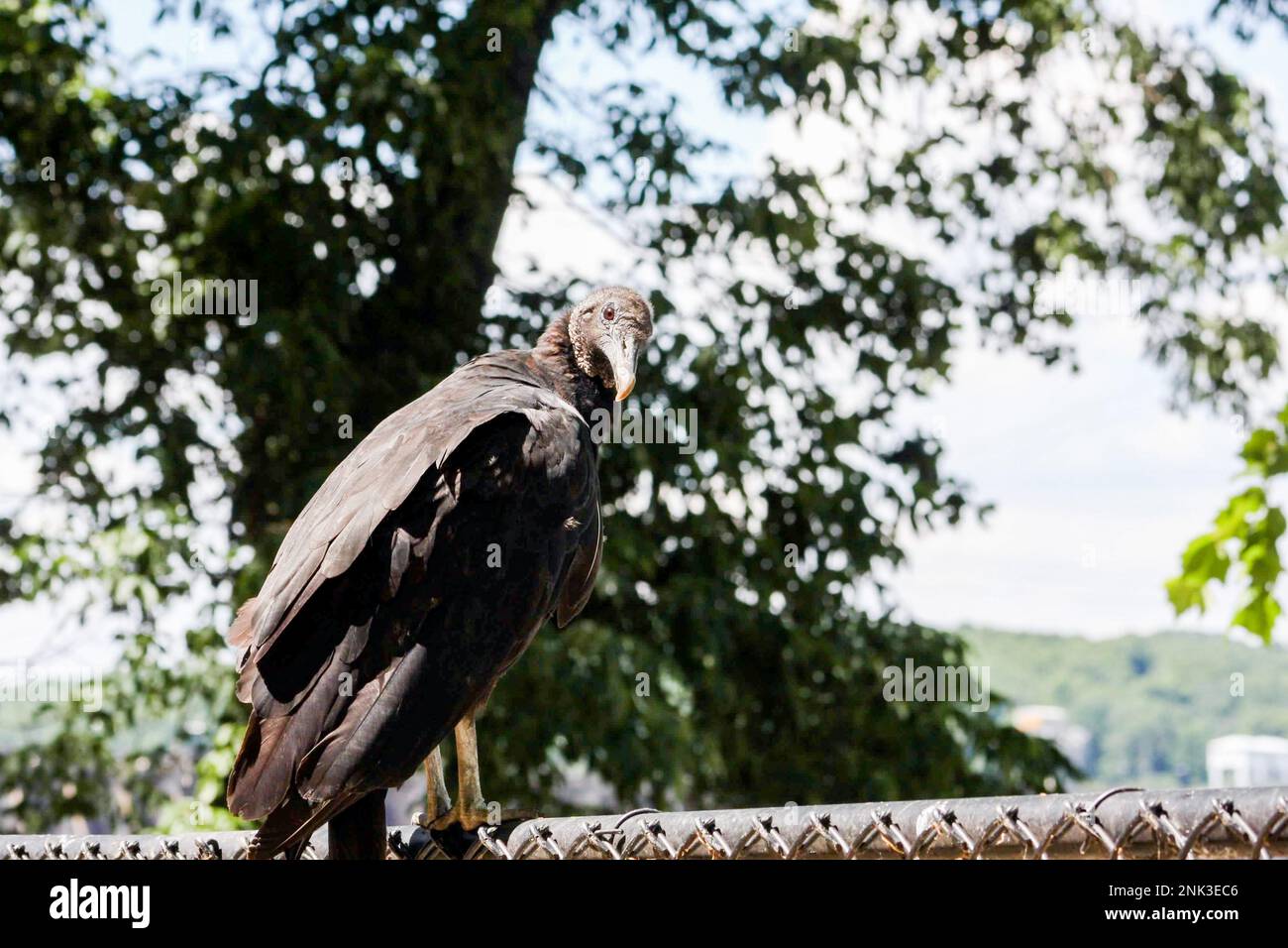 An american black vulture or buzzard sirs along the edge of a fence in Pennsylvania Stock Photo