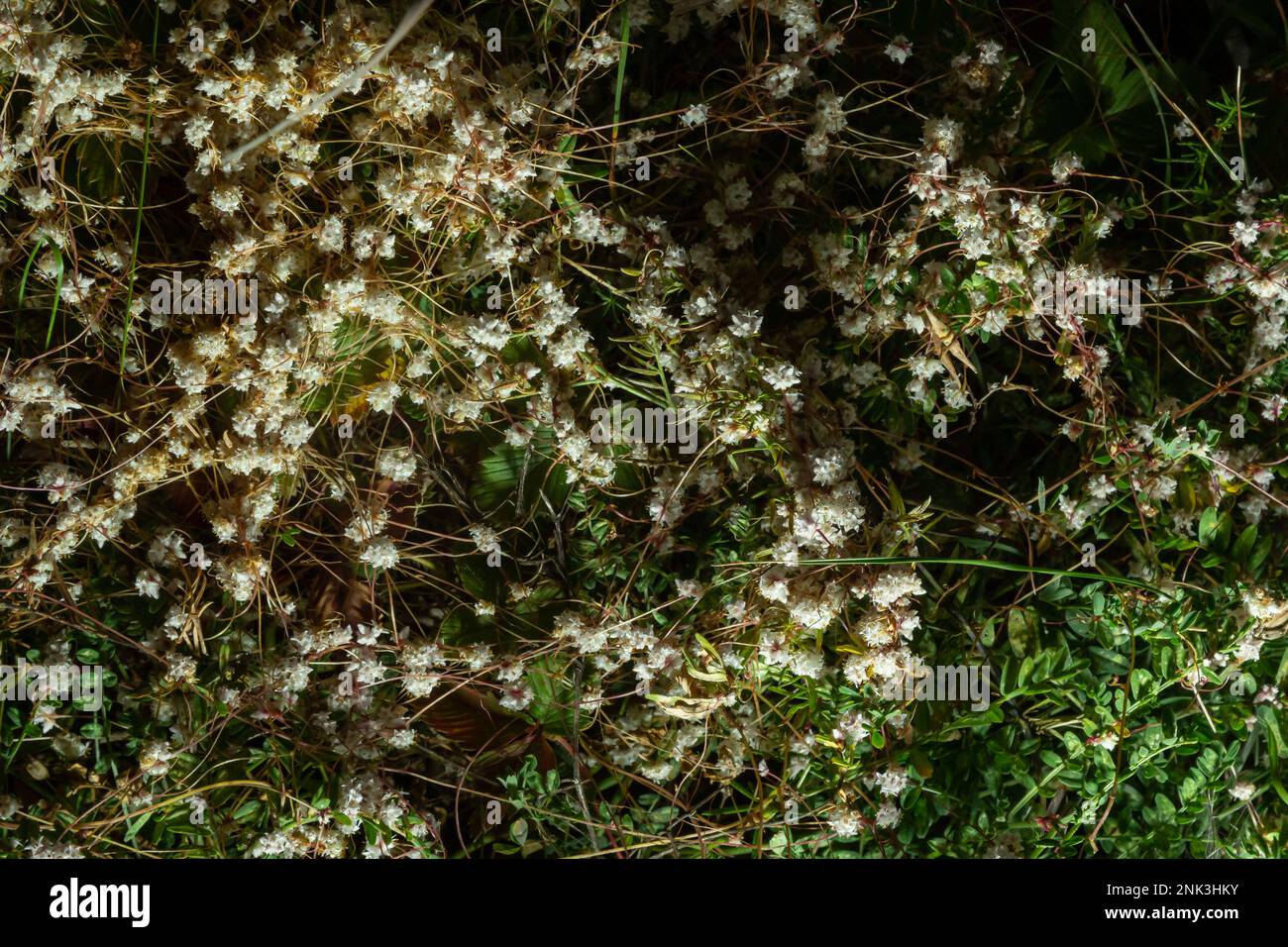 Flora of Gran Canaria - thread-like tangled stems of Cuscuta approximata aka dodder parasitic plant natural macro floral background. Stock Photo