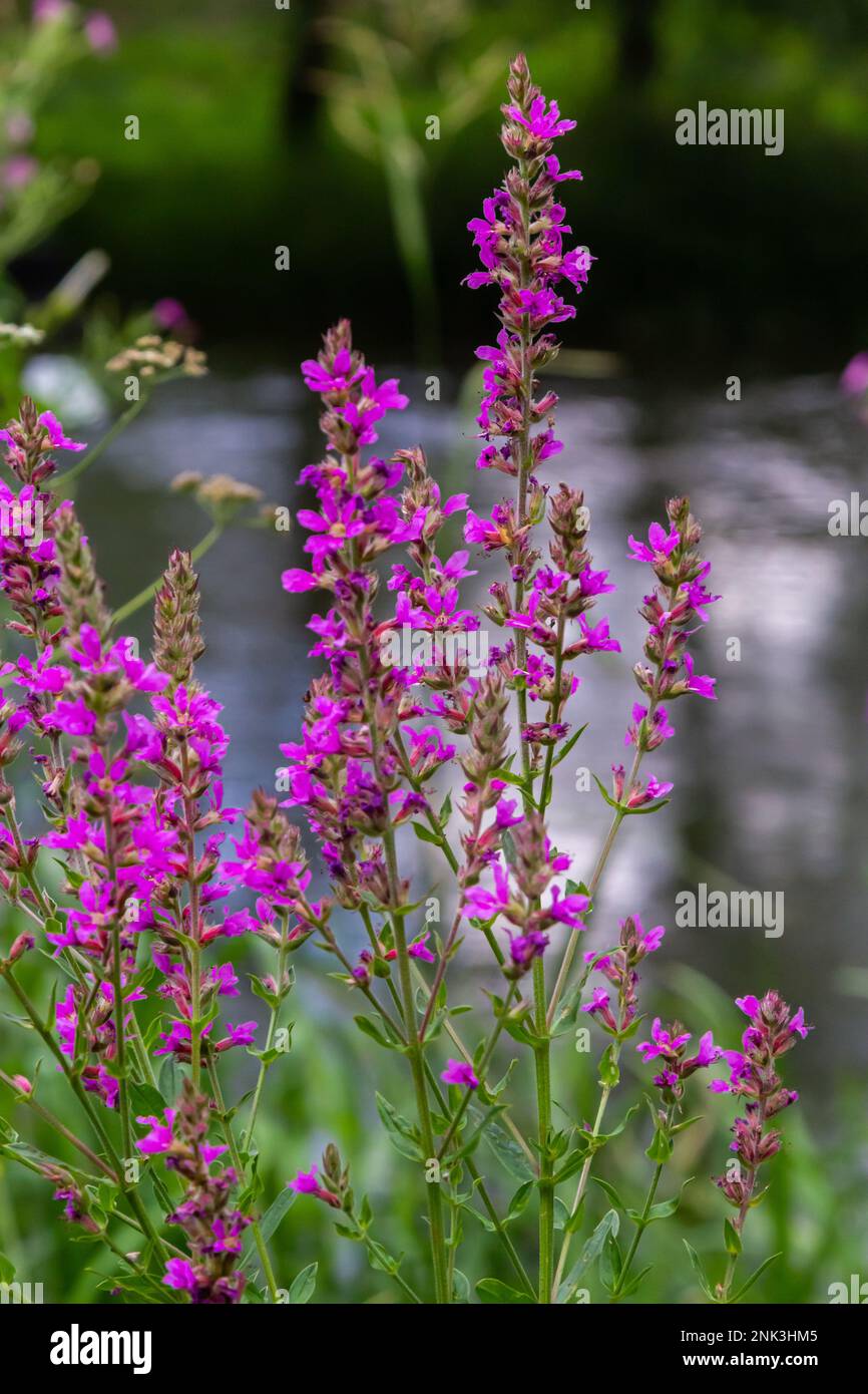 Lythrum salicaria pink flowers, purple loosestrife, spiked loosestrife, purple lythrum on green meadow. Stock Photo