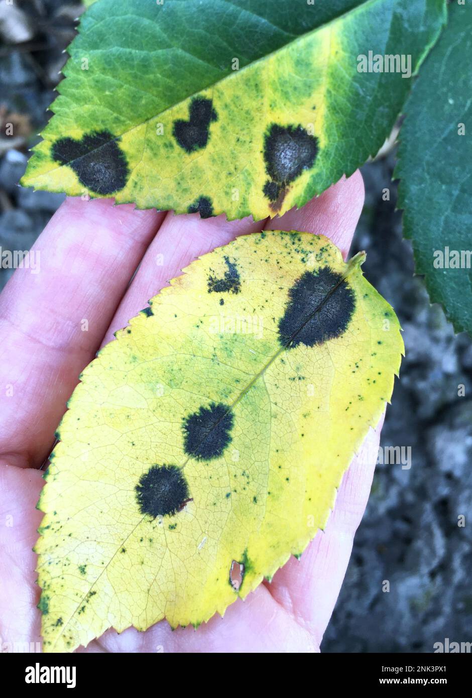 Black spot is the most serious disease of roses. It is caused by a