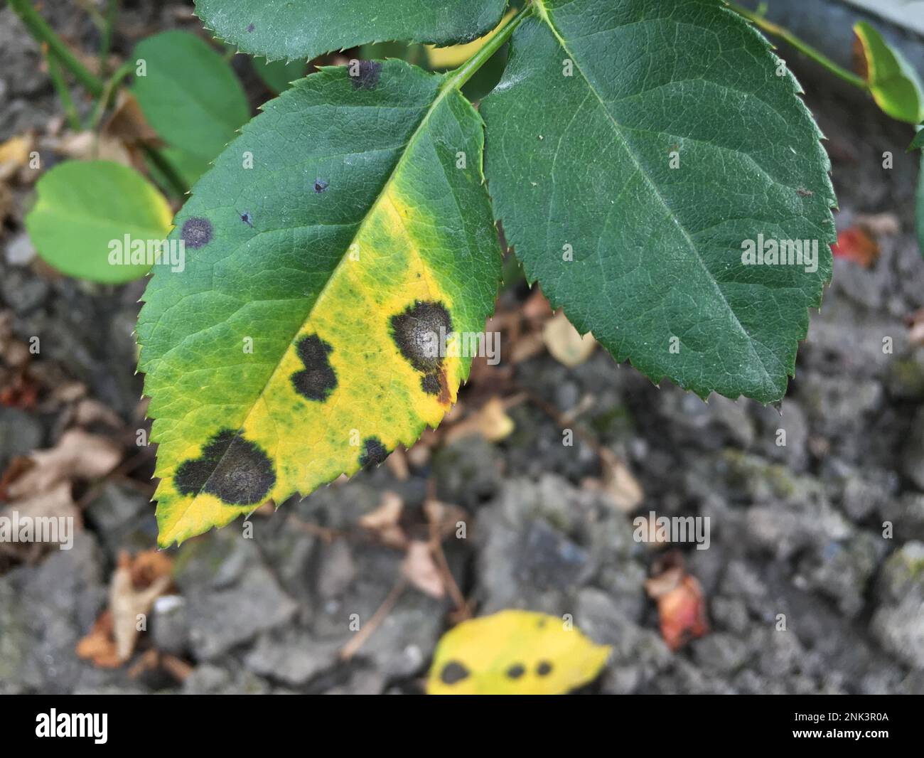 Black spot is the most serious disease of roses. It is caused by a