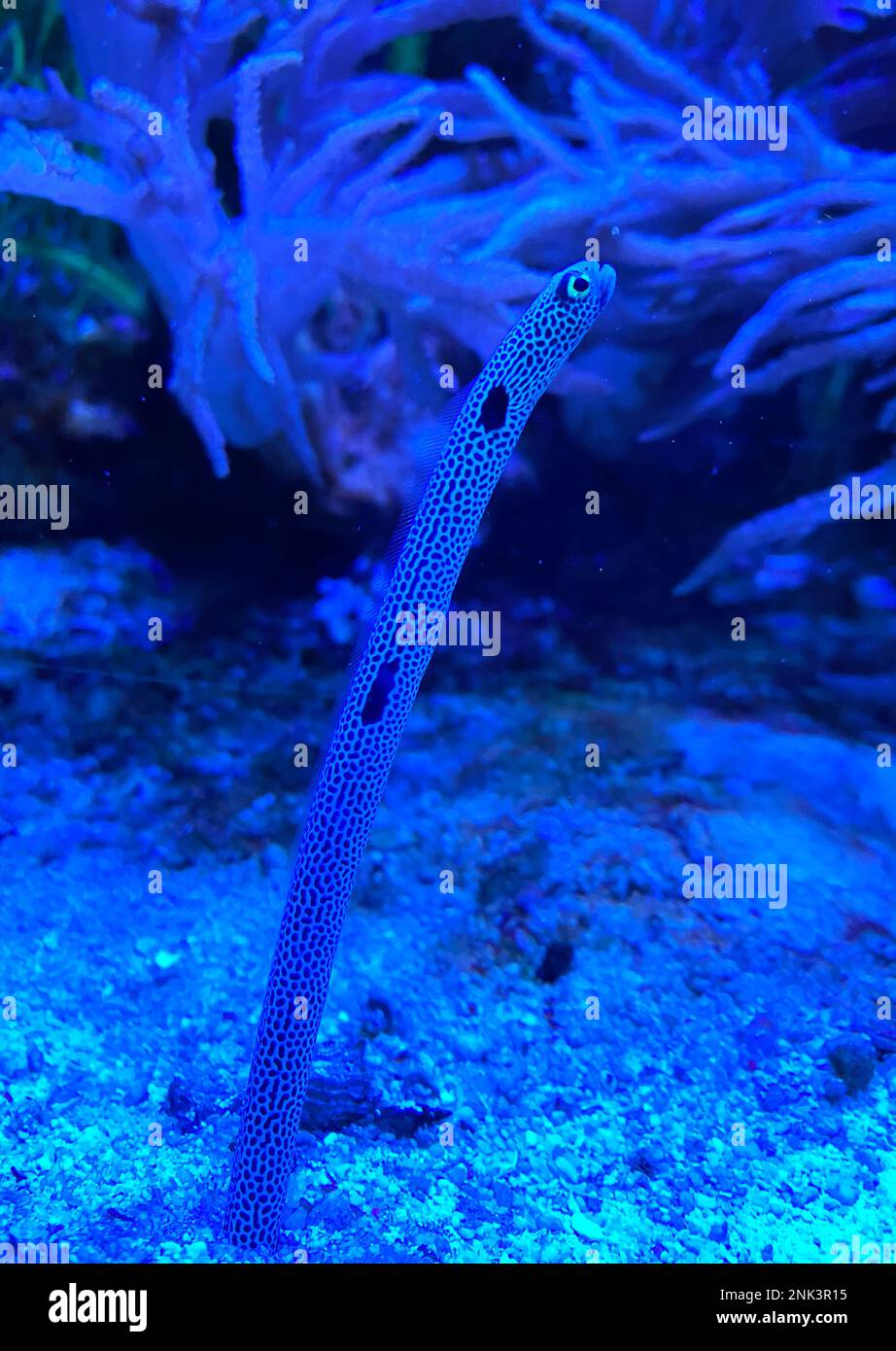 Spotted garden eel Heteroconger hassi in aquarium with dark blue