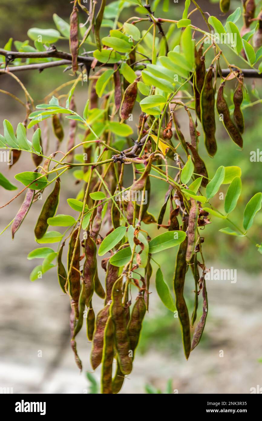 Robinia pseudoacacia ripe seed fruit on twig closeup selective focus ...