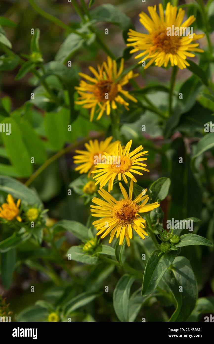 In the summer, the wild medicinal plant Inula blooms in the wild. Stock Photo
