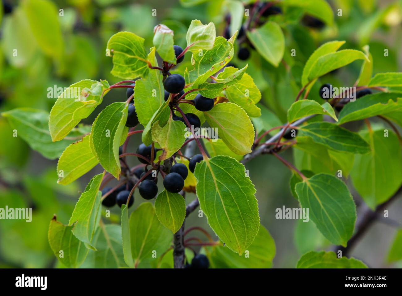 Branch of Common buckthorn Rhamnus cathartica tree in autumn. Beautiful bright view of black berries and green leaves close-up. Stock Photo