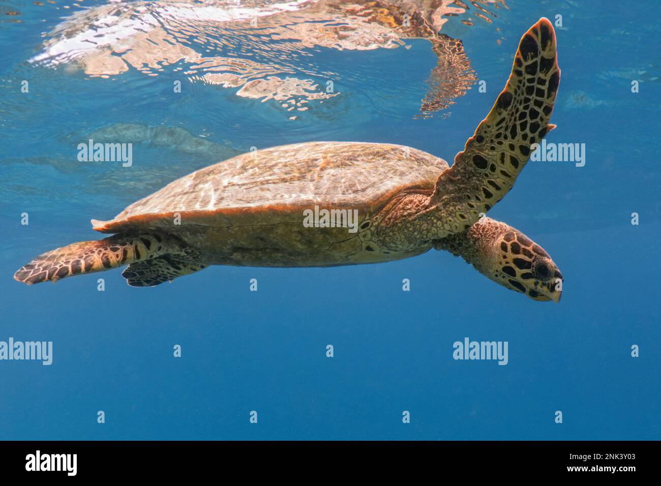 Hawksbill sea turtle in the blue sea Stock Photo - Alamy