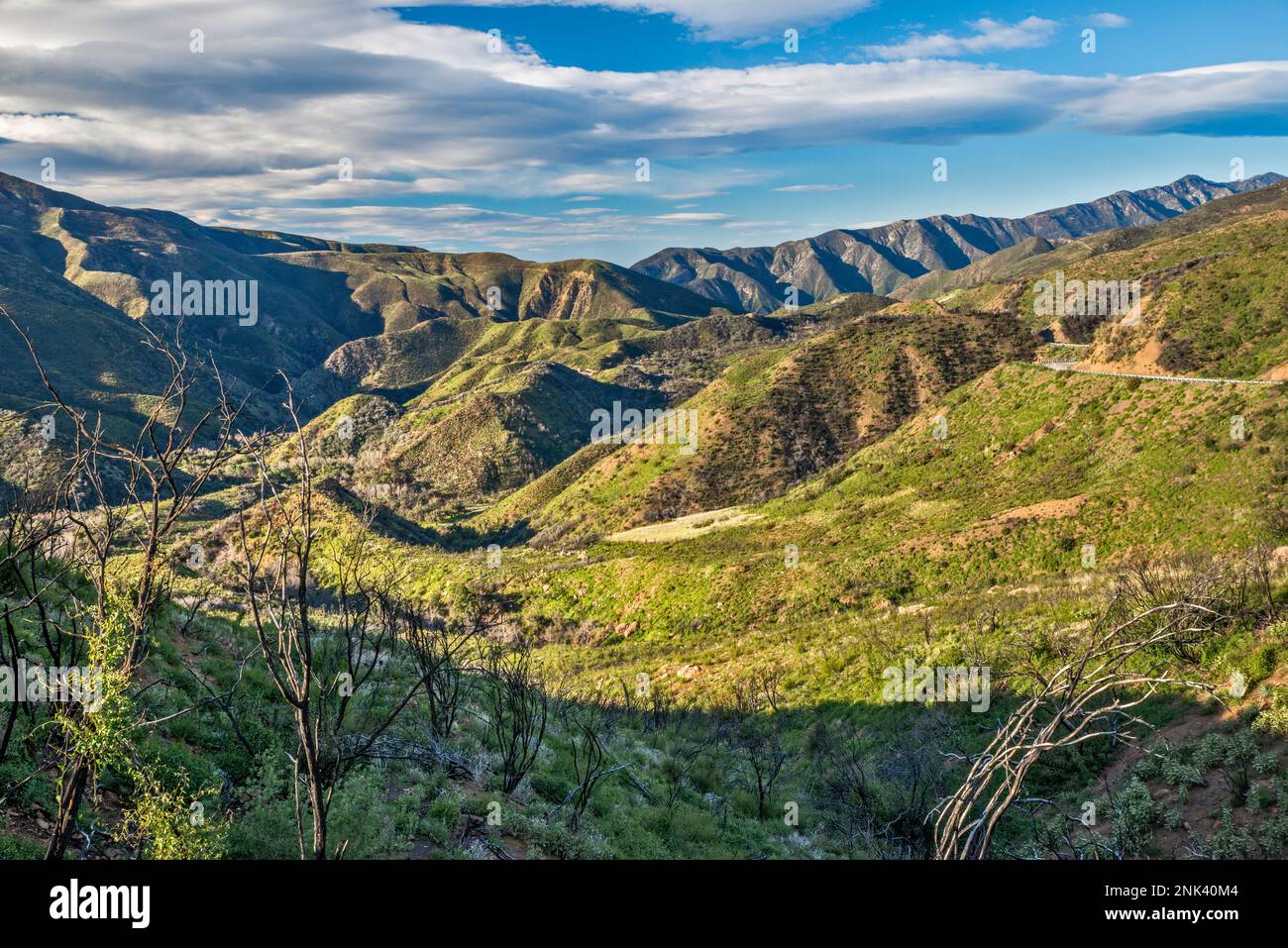 Pine Mountain massif, chaparral zone, Maricopa Highway, Los Padres