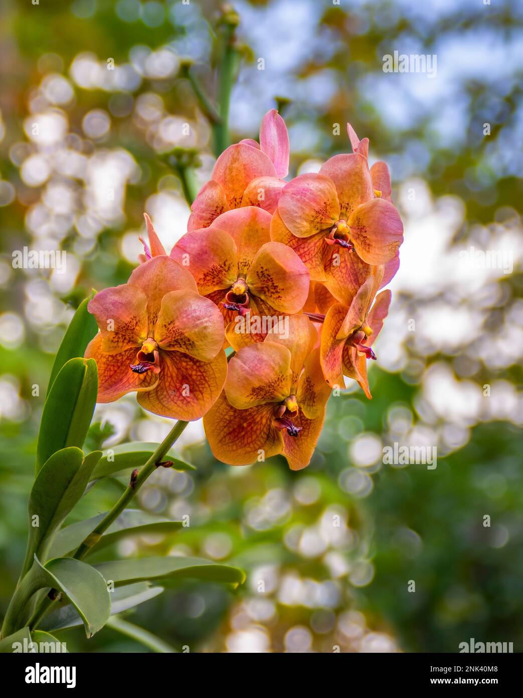 Beautiful orchids in Orange tones ,Growing in Bali Indonesia Stock Photo