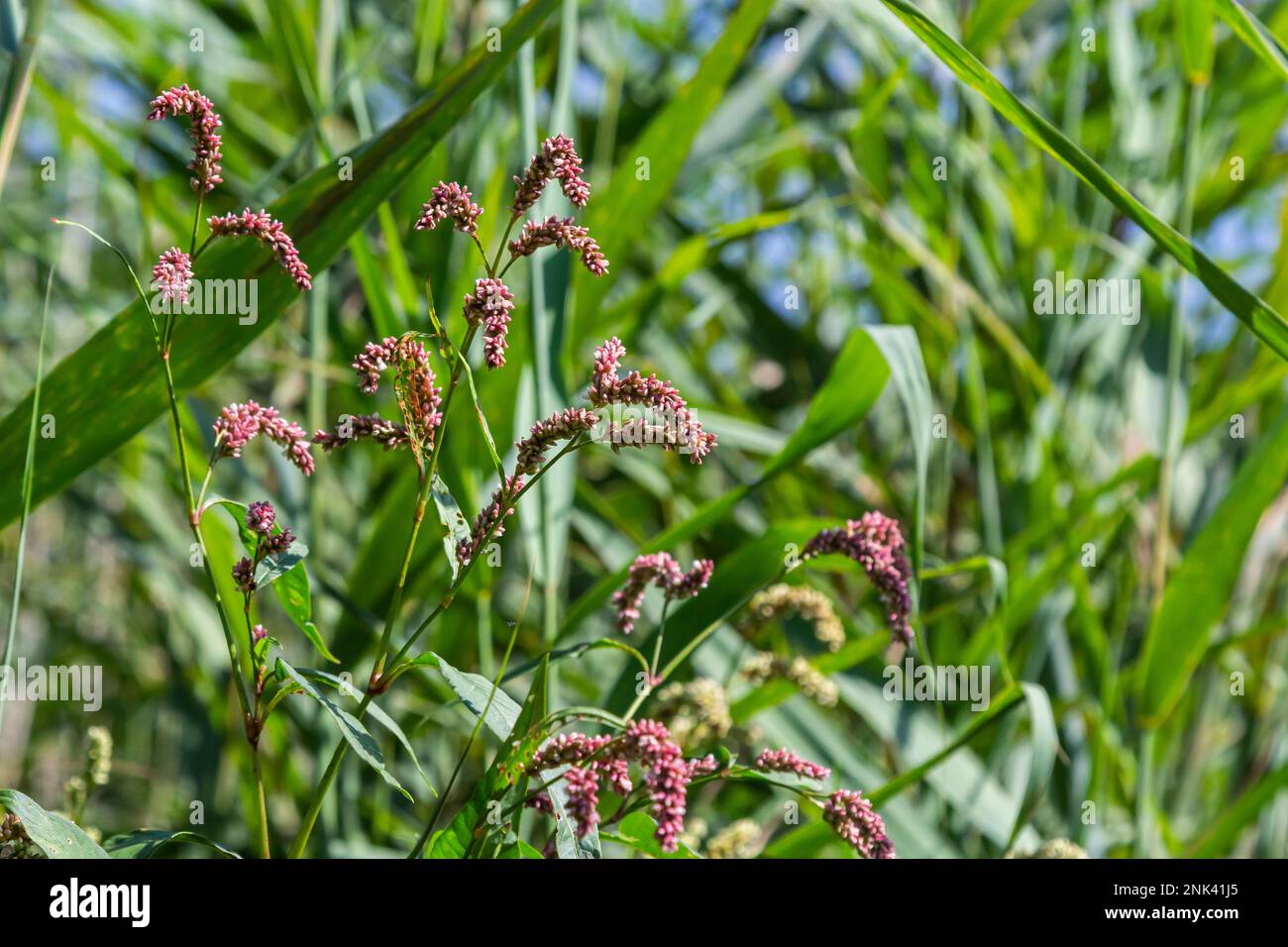 Persicaria longiseta is a species of flowering plant in the knotweed family known by the common names Oriental lady's thumb, bristly lady's thumb, Asi Stock Photo