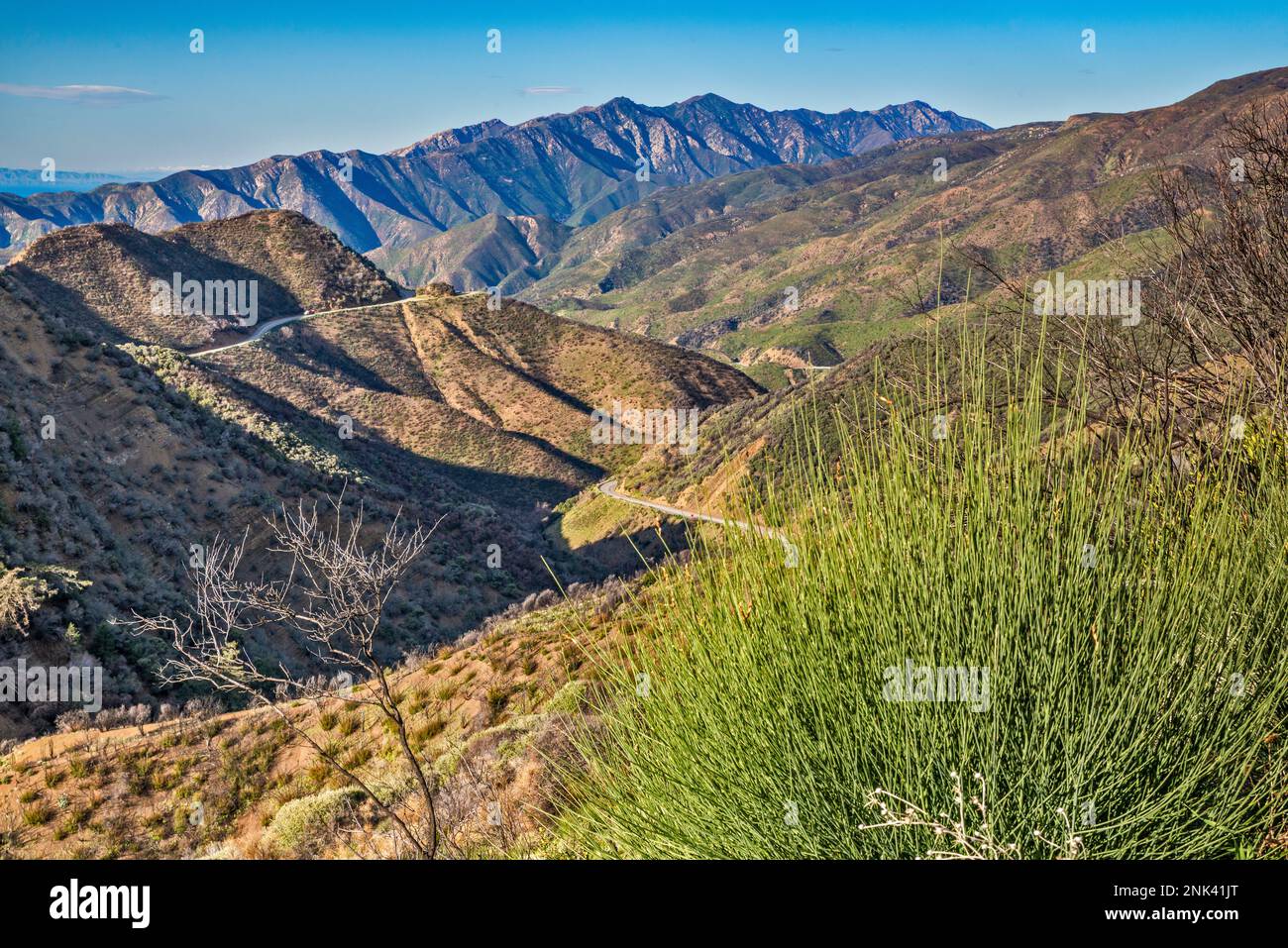 Pine Mountain massif, chaparral zone, Maricopa Highway, Los Padres