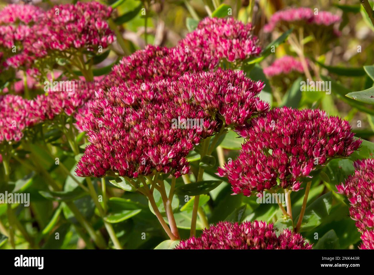 Red flowering sedum plant, Hylotelephium telephium. beautiful autumn flowers in the garden. Stock Photo