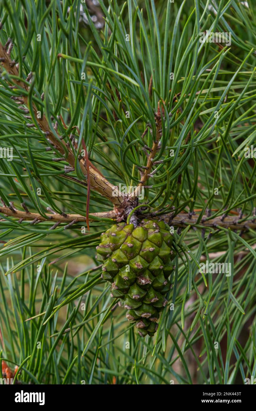 pine tree Green pine cone hanging on fir needles branch. Medicinal ...